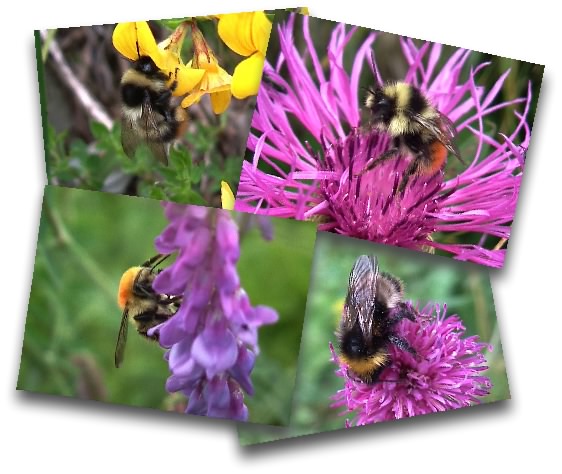 bouquet of bumblebees
